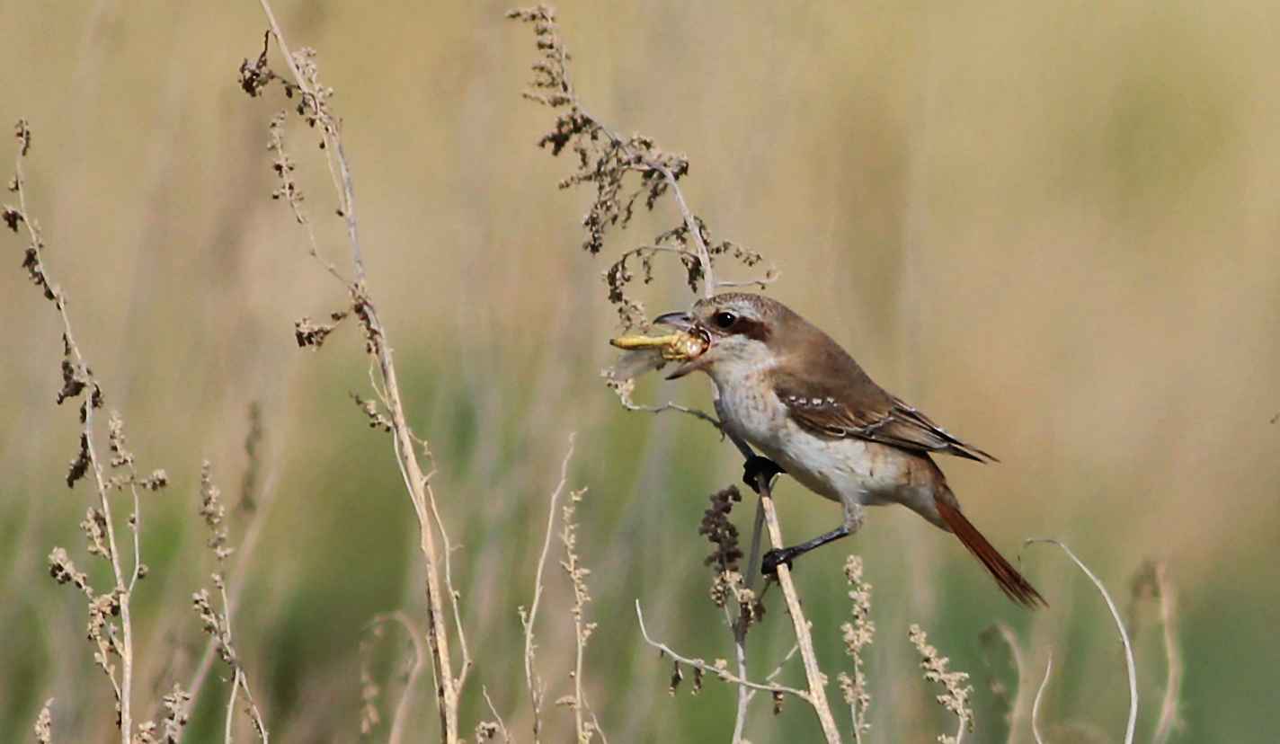 Red-tailed Shrike